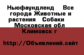 Ньюфаундленд  - Все города Животные и растения » Собаки   . Московская обл.,Климовск г.